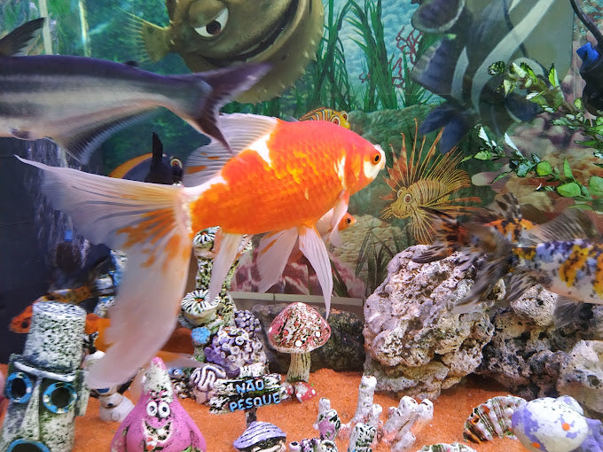 Look Mania Centro de Beleza Infantil