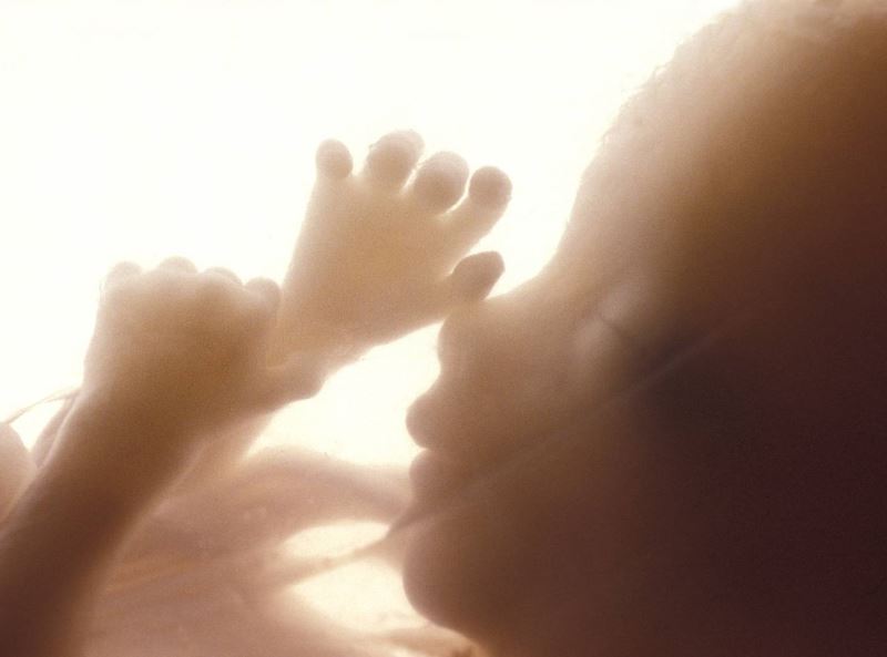 Curiosidades sobre o crescimento do bebê no útero