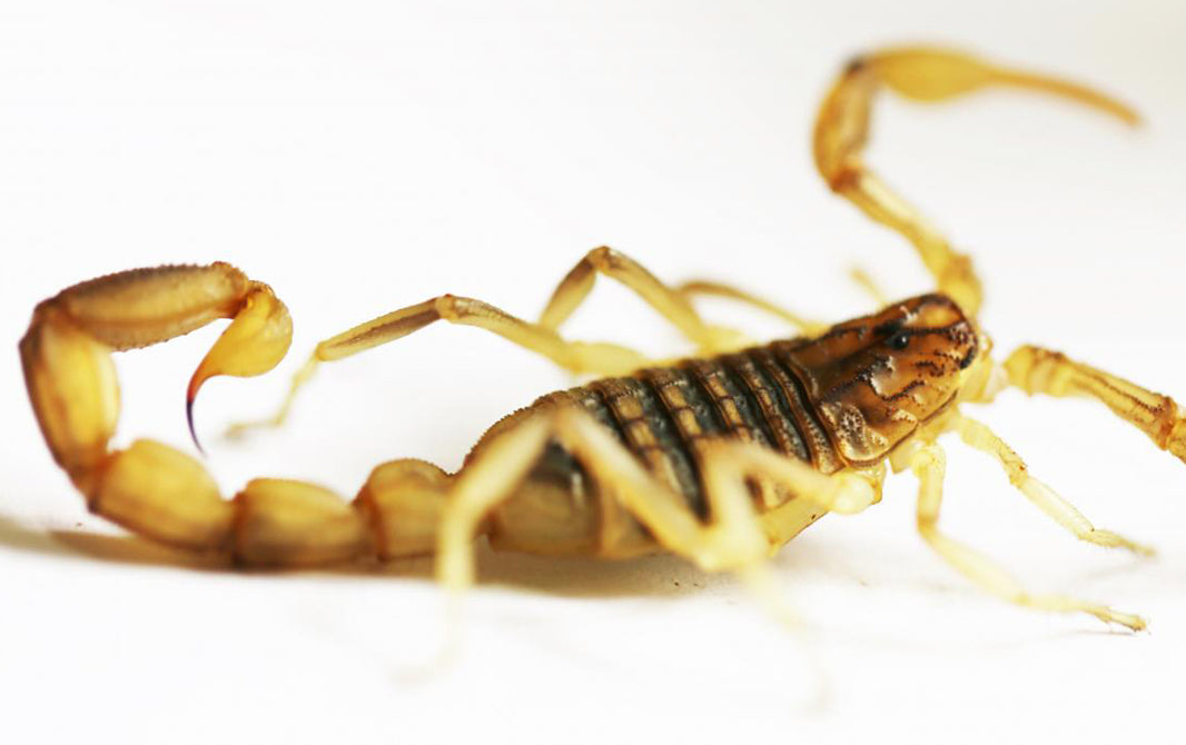 Como prevenir ataques de escorpião em casa?